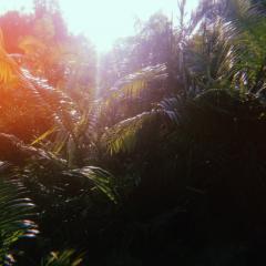tropical garden