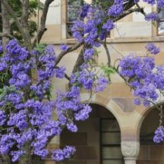 Jacaranda in front of UQ Building