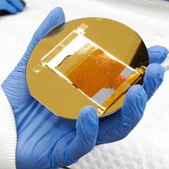 image of hand holding petri dish
