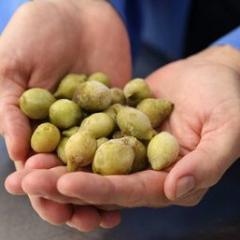 Kakadu plums