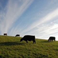 cows in field