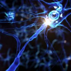 brain neuron