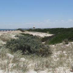 Dunes at Adelaide's Sephamore Beach