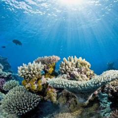 underwater photo of reef and fish