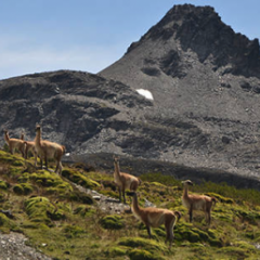 llamas on a mountainside